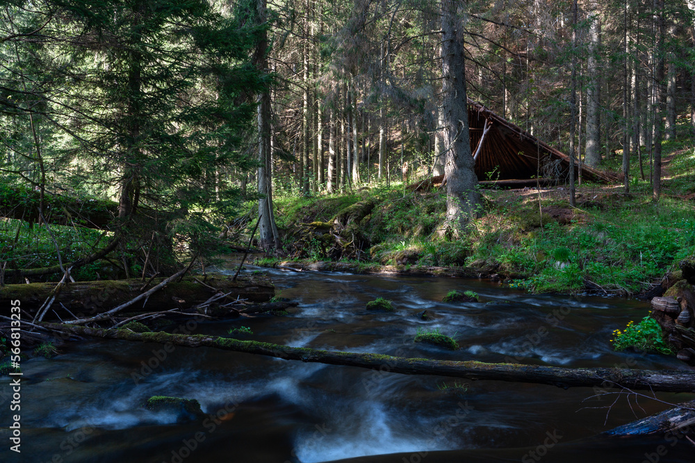 Canvas Prints A small forest river flowing through a spruce forest