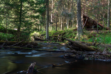 A small forest river flowing through a spruce forest