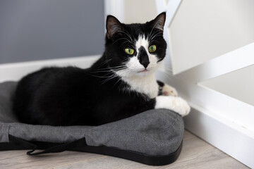 A cute black and white cat lies on a pillow on the floor.