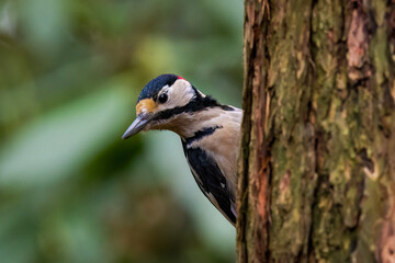 great spotted woodpecker