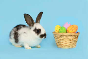 happy easter bunny on blue background. baby rabbit with painted colored eggs basket. egg hunting