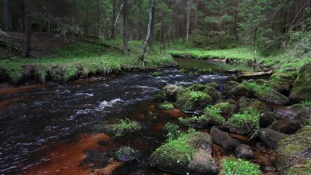 A small forest stream with sandstone outcrops