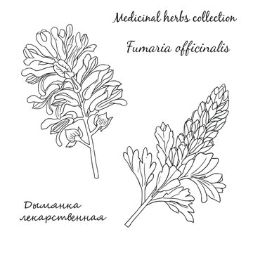 vector illustration with fumaria officinalis 2