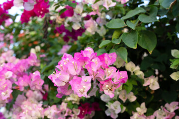 Fototapeta premium Beautiful bougainvillea flowers with green leaves