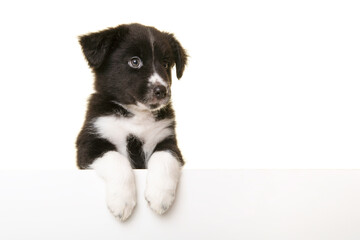 Portrait of cute australian shepherd puppy looking at the camera  isolated on a white background with space for copy