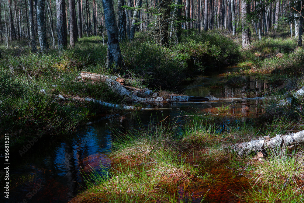 Canvas Prints A small forest stream with sandstone outcrops