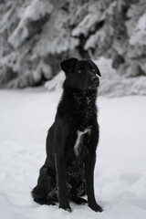 Naklejka premium Un magnifique chien de race berger blanc suisse dans la neige en hiver