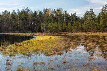 early morning on a swamp lake