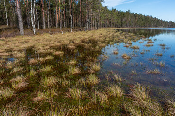 early morning on a swamp lake