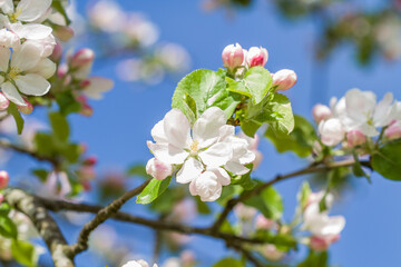 flowers, cherry blossom