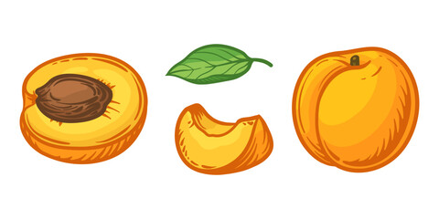 Apricot, half and a slice of apricot. Vector illustration of fruits.