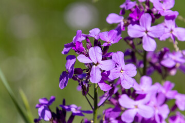 Fototapeta na wymiar Blüten einer Nachtviole