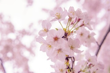 Pink Cherry Blossum Sakura, low clarity