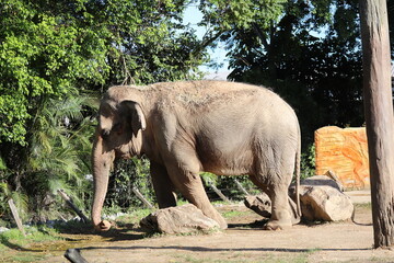 Elefantes no Zoologico