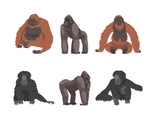 Monkey as Arboreal Primate and Simian Mammal Vector Set © topvectors