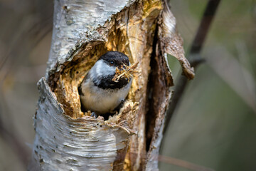 Black-capped Chickadee building nest cavity in a tree © Stephen A. Waycott