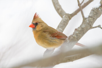 Northern Cardinal perched on a tree branch