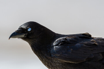 American Crow with third eyelid closed