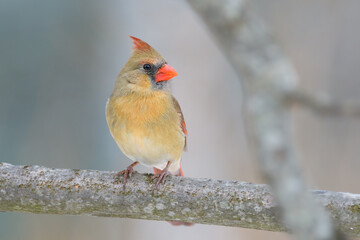 Northern Cardinal perched on a branch