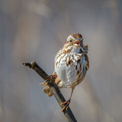 Song Sparrow singing while perched on a branch