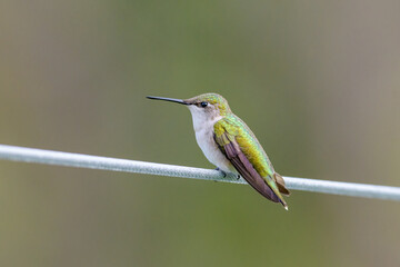 Ruby-throated Hummingbird perched on a wire