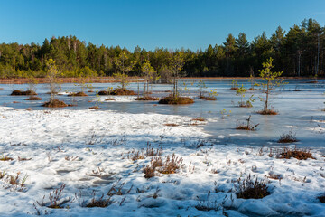 snowy winter morning in a swamp with frozen lakes