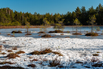 snowy winter morning in a swamp with frozen lakes