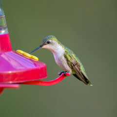 Ruby-throated Hummingbird eating at a red feeder