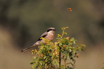 Alcaudón real -lanius meridionalis
