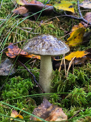 Mushroom in the forest, in the grass. Natural background. Healthy vegetarian food. Mushroom picking season. Delicious, natural food.