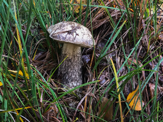 Mushroom in the forest, in the grass. Natural background. Healthy vegetarian food. Mushroom picking season. Delicious, natural food.