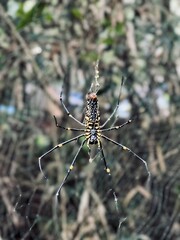 spider on the web