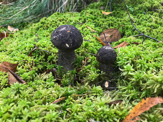 Mushroom in the forest, in the grass. Natural background. Healthy vegetarian food. Mushroom picking season. Delicious, natural food.