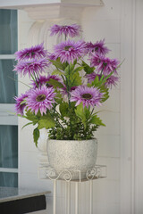 Bright purple daisies adorn a white decorative pot in a luxury home style. Beautiful purple flowers blossom decorated in white home depot at home balcony.
