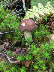Mushroom in the forest, in the grass. Natural background. Healthy vegetarian food. Mushroom picking season. Delicious, natural food.