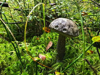 Mushroom in the forest, in the grass. Natural background. Healthy vegetarian food. Mushroom picking season. Delicious, natural food.