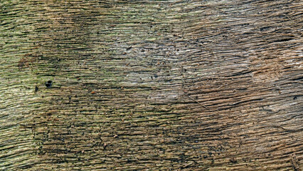 Rotten wood textured background