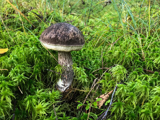Mushroom in the forest, in the grass. Natural background. Healthy vegetarian food. Mushroom picking season. Delicious, natural food.