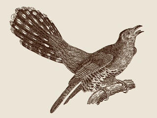 Calling common cuckoo cuculus canorus sitting on branch. Illustration after antique engraving from 19th century