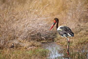 Saddle-billed stork in the Okavango Delta, Botswana . Africa