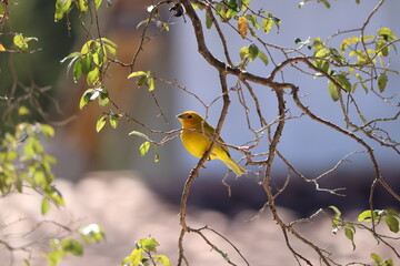 Canario Amarelo na Arvore / Yellow Canary in the Tree