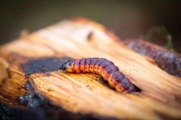 Goat moth  in its natural environment on a tree trunk