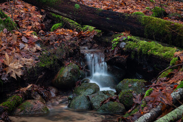 Naklejka na ściany i meble a small forest river with waterfalls and fallen trees in the river