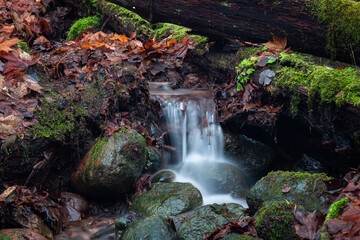 A small forest stream with sandstone outcrops