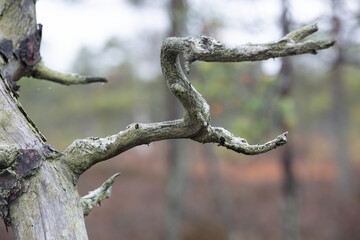 autumn landscapes of swamp lakes