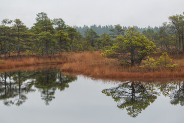 autumn landscapes of swamp lakes