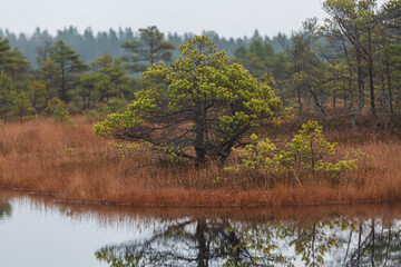 autumn landscapes of swamp lakes