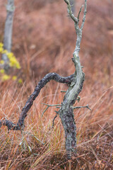 autumn landscapes of swamp lakes