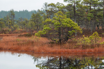 autumn landscapes of swamp lakes