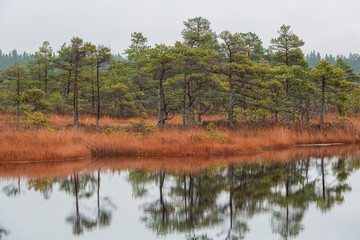 autumn landscapes of swamp lakes